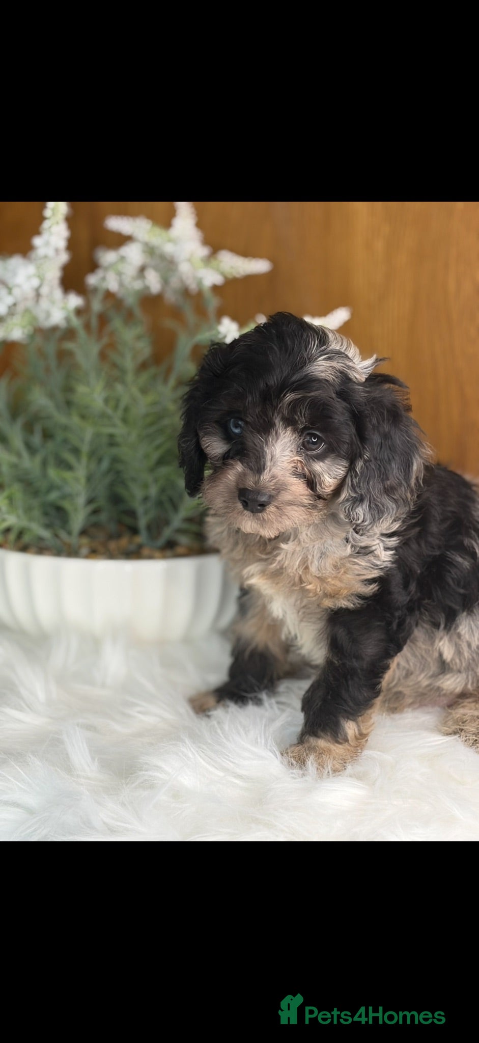 Cavapoo dogs 🌸 READY NOW ONE MALE 🌸 - Advert 10