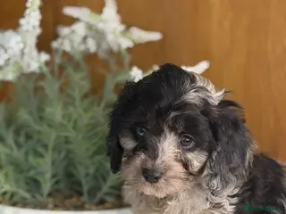 Cavapoo dogs 🌸 READY NOW ONE MALE 🌸 - Advert 10