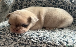 French Bulldog dogs for sale: French bulldog puppies  - Image 10