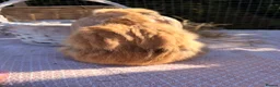 Mini Lop rabbits for sale:  Gorgeous mini Lop babies  - Advert 4