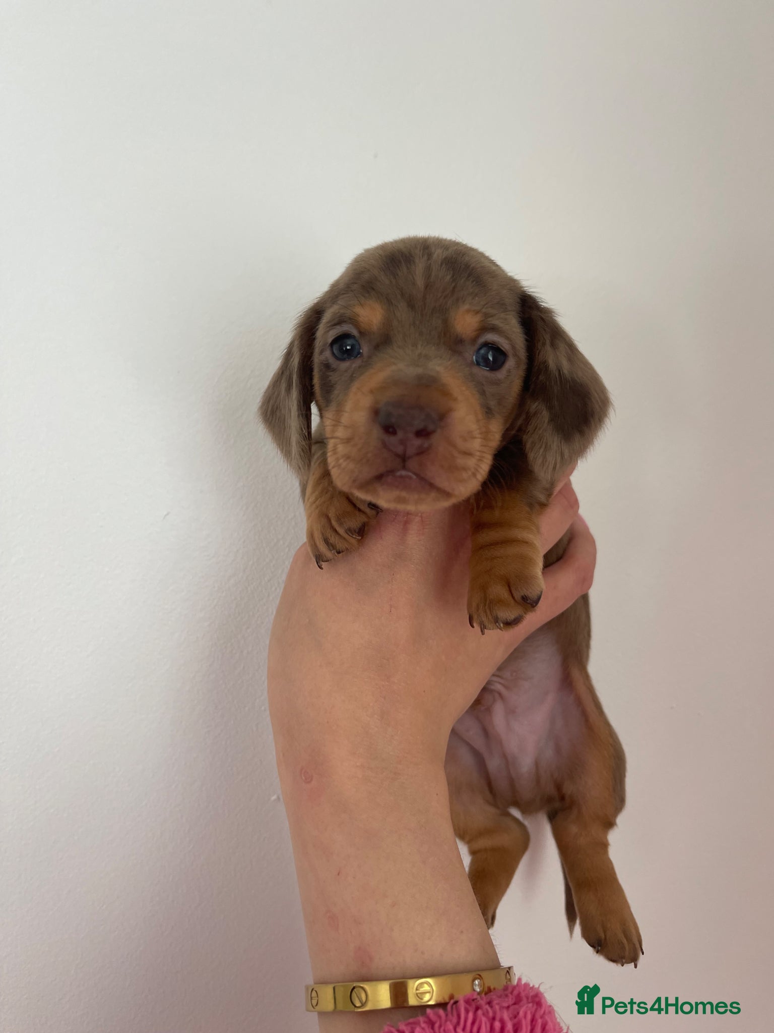 Miniature Dachshund dogs Beautiful miniature Dachshuhds available  - Advert 5