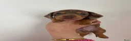 Miniature Dachshund dogs for sale: Beautiful miniature Dachshuhds available  - Advert 10