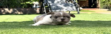 French Bulldog 2