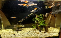 Other/Mixed Breed fish for sale: Guppies with 25L tank  - Image 3