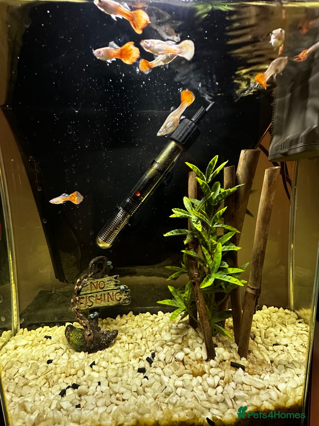 Other/Mixed Breed fish for sale: Guppies with 25L tank  - Image 3
