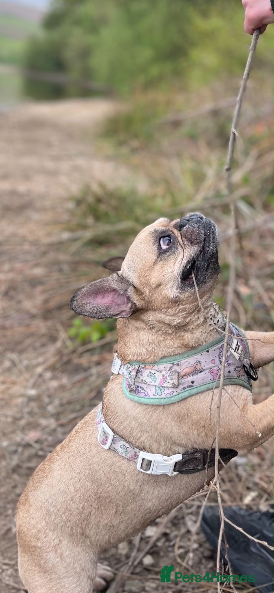French Bulldog dogs Loving Pedigree Frenchie Looking for Forever Home - Advert 1