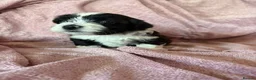 Havanese dogs for sale: Gorgeous litter of Havanese puppies. - Advert 36