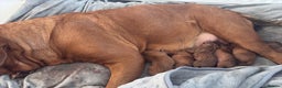 Dogue De Bordeaux dogs for sale: Stunning little of Dogue De Bordeaux puppies  - Advert 9