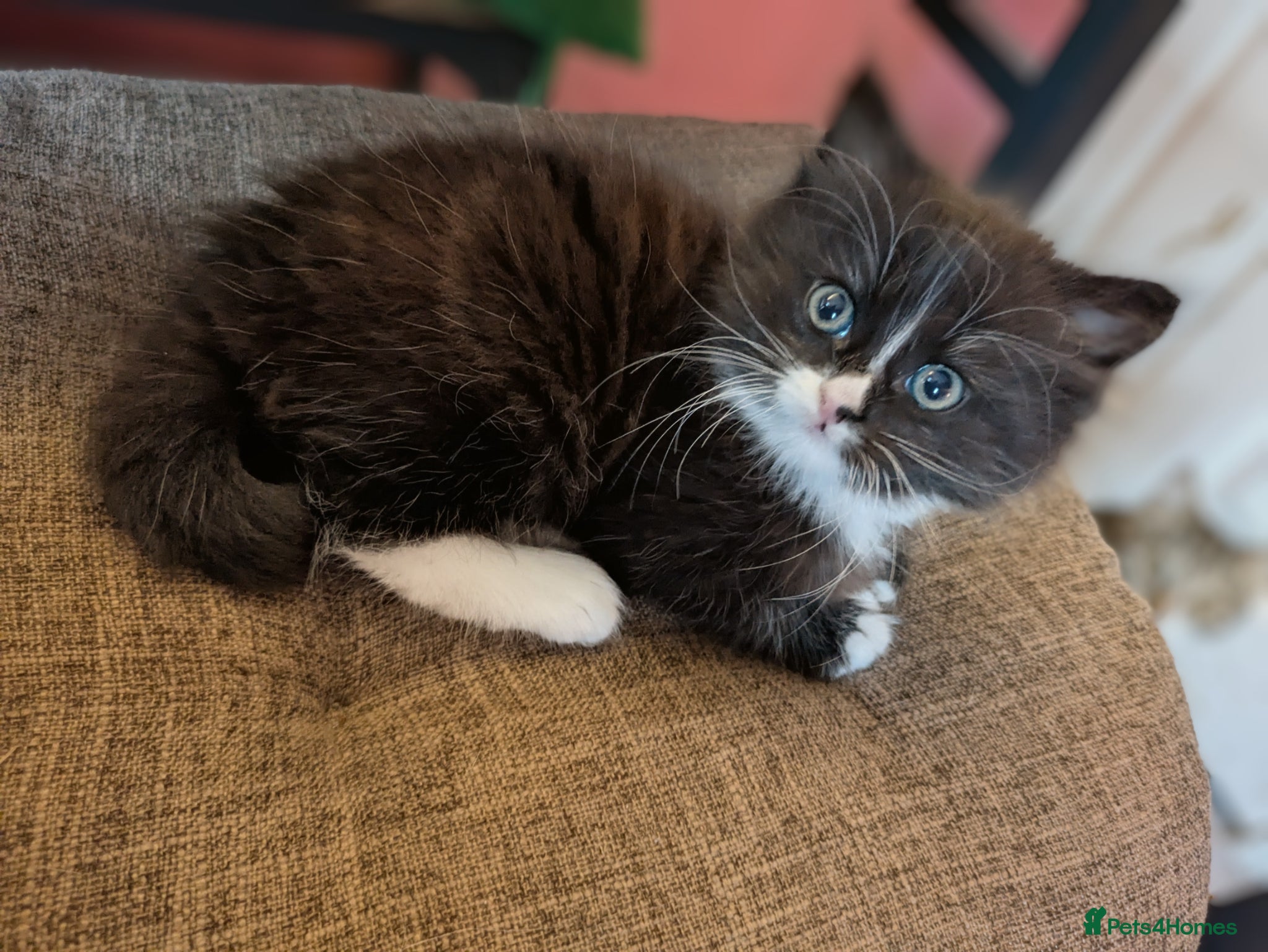 Mixed Breed cats Beautiful long haired girl - Advert 5