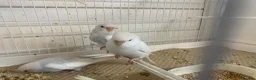 Budgerigars birds for sale: Budgies  - Advert 2