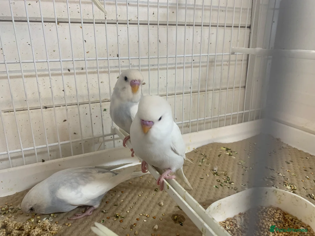 Budgerigars birds for sale: Budgies  - Advert 2