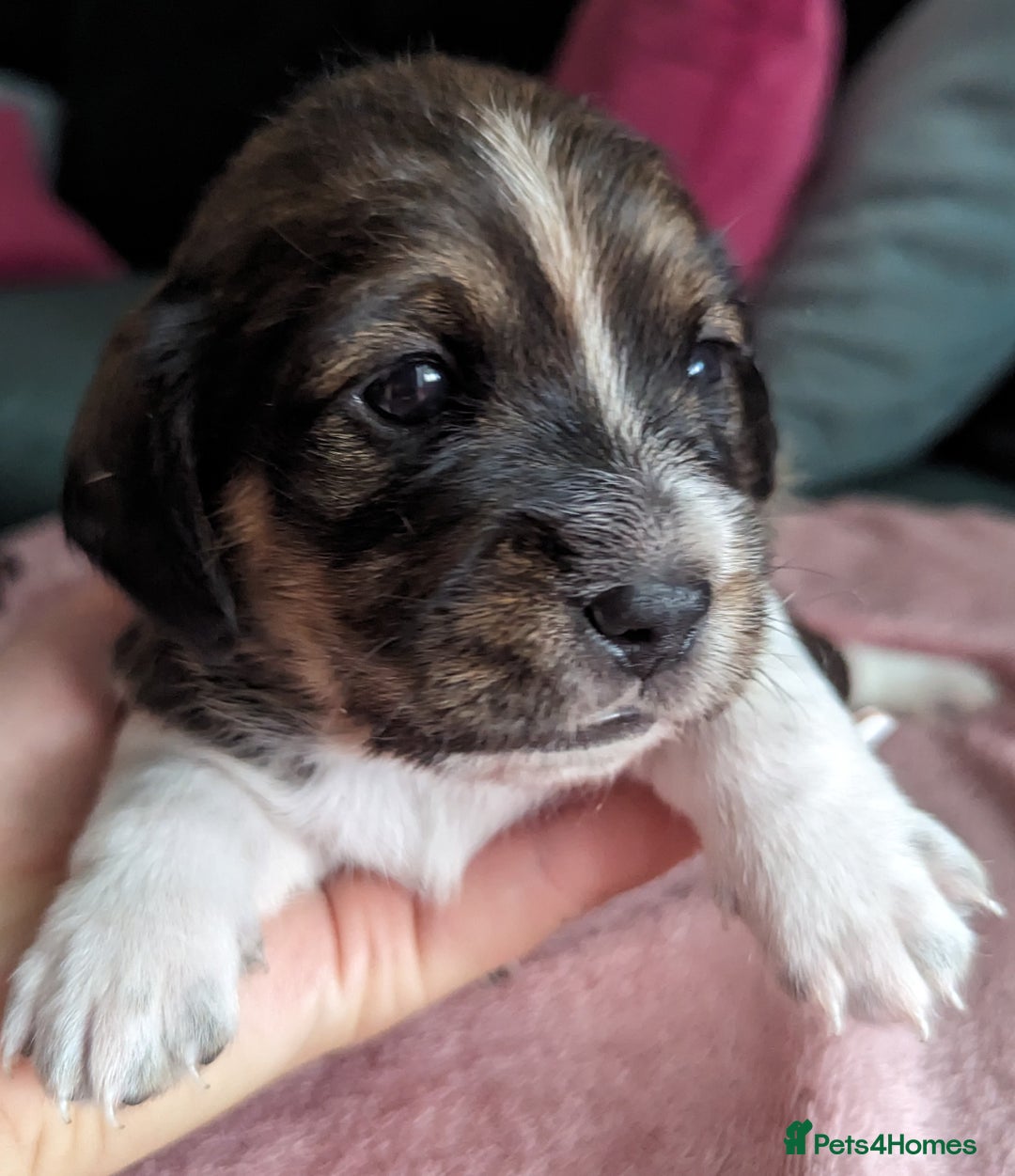 Mixed Breed dogs for sale: Shweenie puppies for sale - Image 10