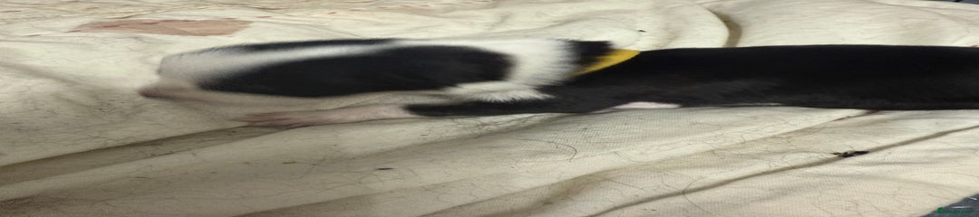 Border Collie Puppy 2
