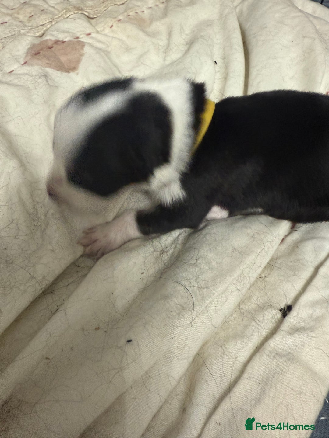 Border Collie dogs for sale: Border collie pups - Image 16