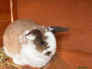 Mixed Breed rabbits Mini Lop X Netherland Dwarf - Advert 1