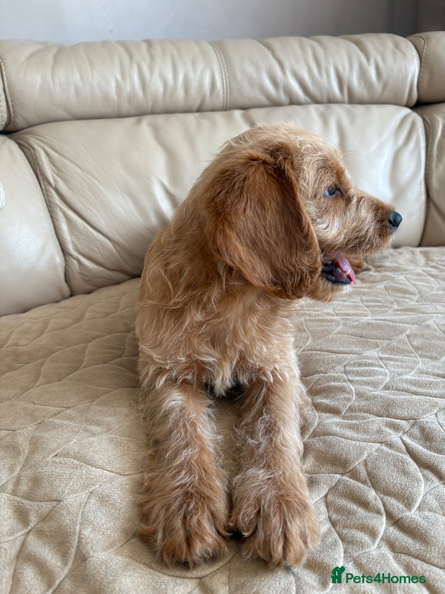 Labradoodle dogs READY 2 LEAVE ⭐️Labradoodle puppies⭐️ - Advert 2