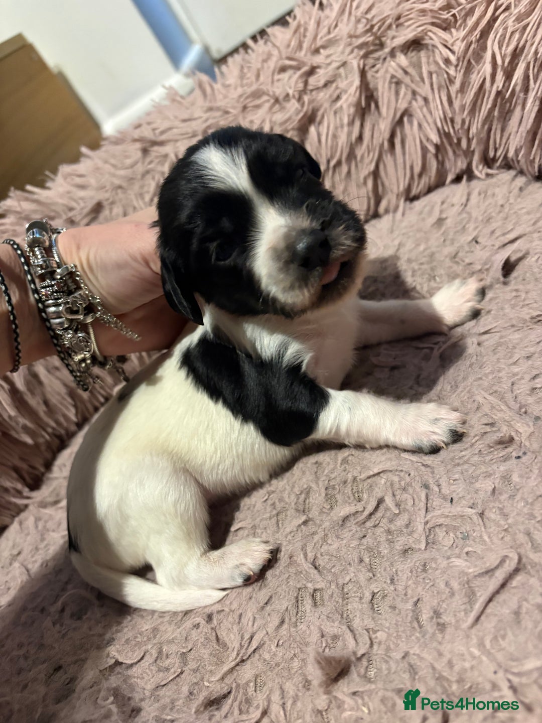 Mixed Breed dogs for sale: 5 BEAUTIFUL SPRINGER/SPROCKER PUPPIES FO SALE  - Advert 17