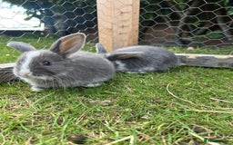 Mini Lop rabbits for sale: Mini Lop babies - Image 1
