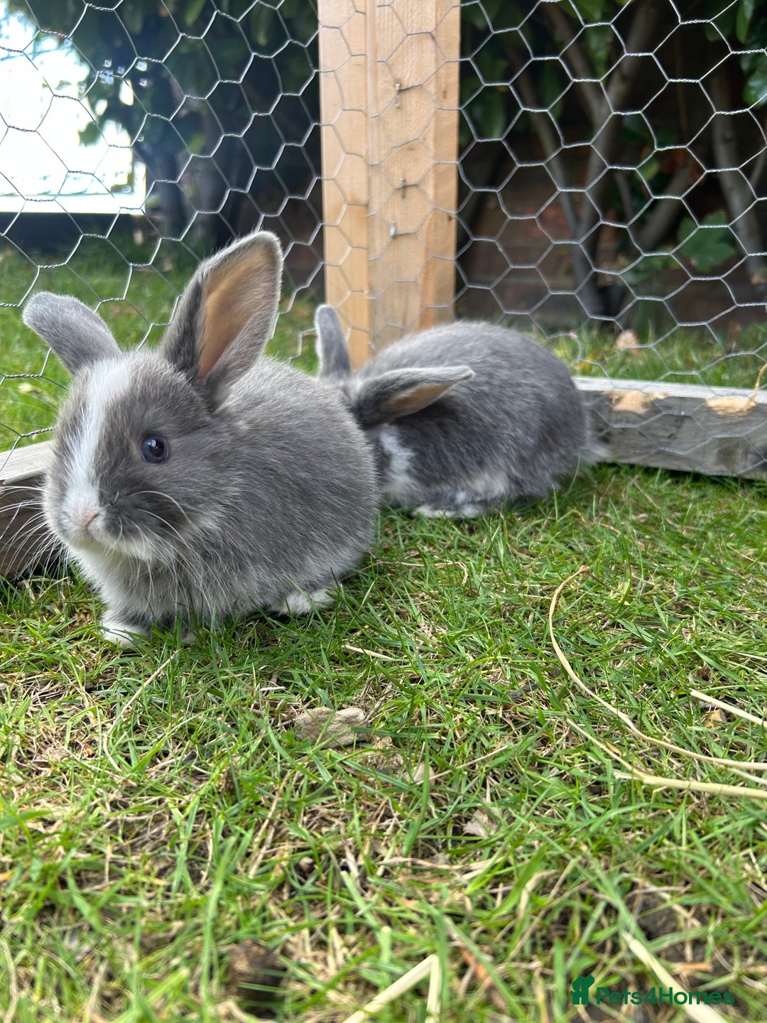 Mini Lop rabbits for sale: Mini Lop babies - Image 1