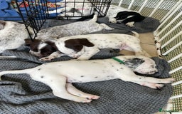 Mixed Breed dogs for sale:  Dalmaspoodles! Dalmation X springer/poodle pups - Image 13