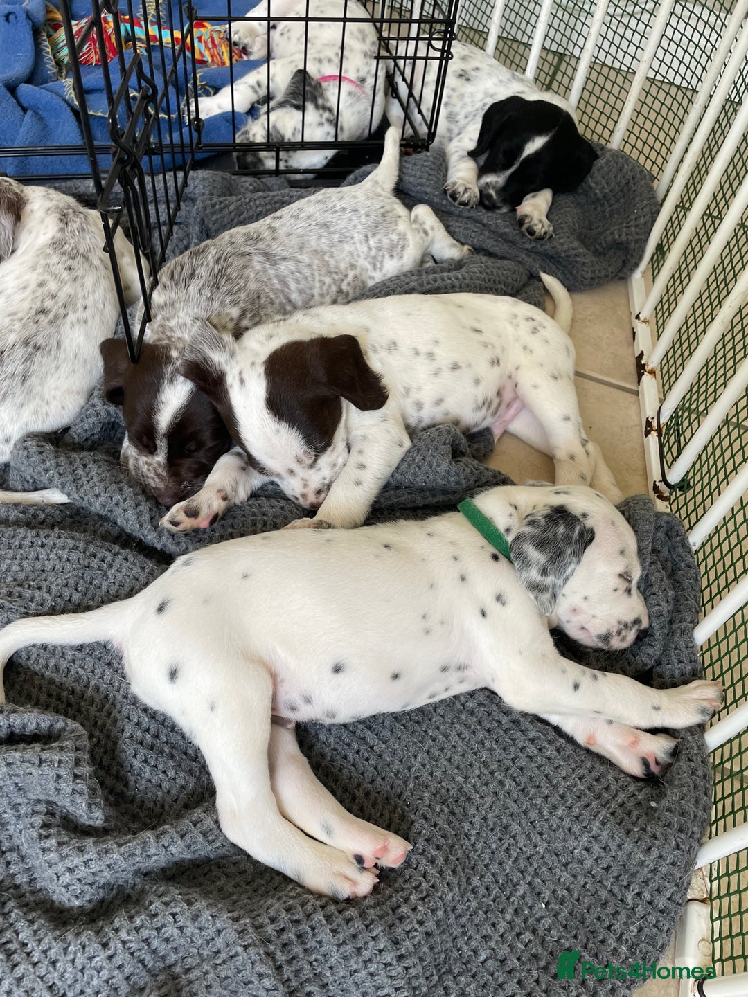 Mixed Breed dogs for sale:  Dalmaspoodles! Dalmation X springer/poodle pups - Image 13