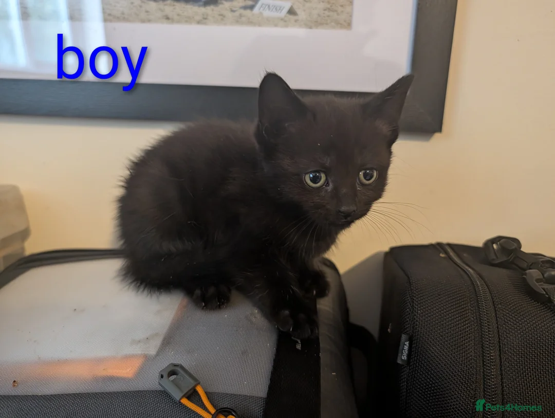 Mixed Breed cats for sale: Gorgeous Kittens Ready for their new homes now.  - Advert 30