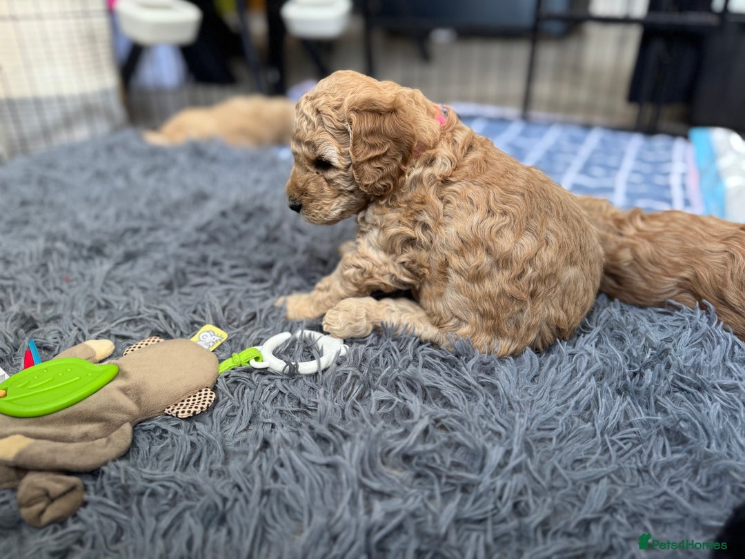 Australian Labradoodle dogs for sale: Genuine Australian Labradoodle (not poodle-lab mix in Wallington - Image 34