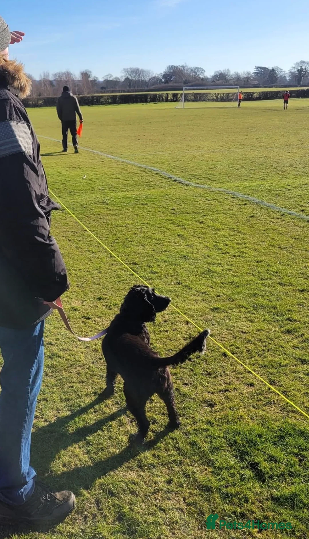 Cocker Spaniel dogs for sale: Darcy Button age 8 cocker spaniel  - Advert 6