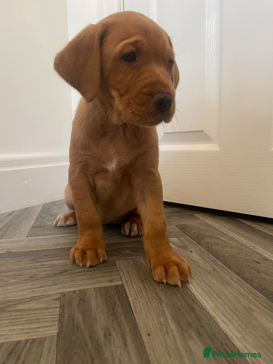 Labrador Retriever dogs for sale: Red Fox Labrador Puppies  - Image 3