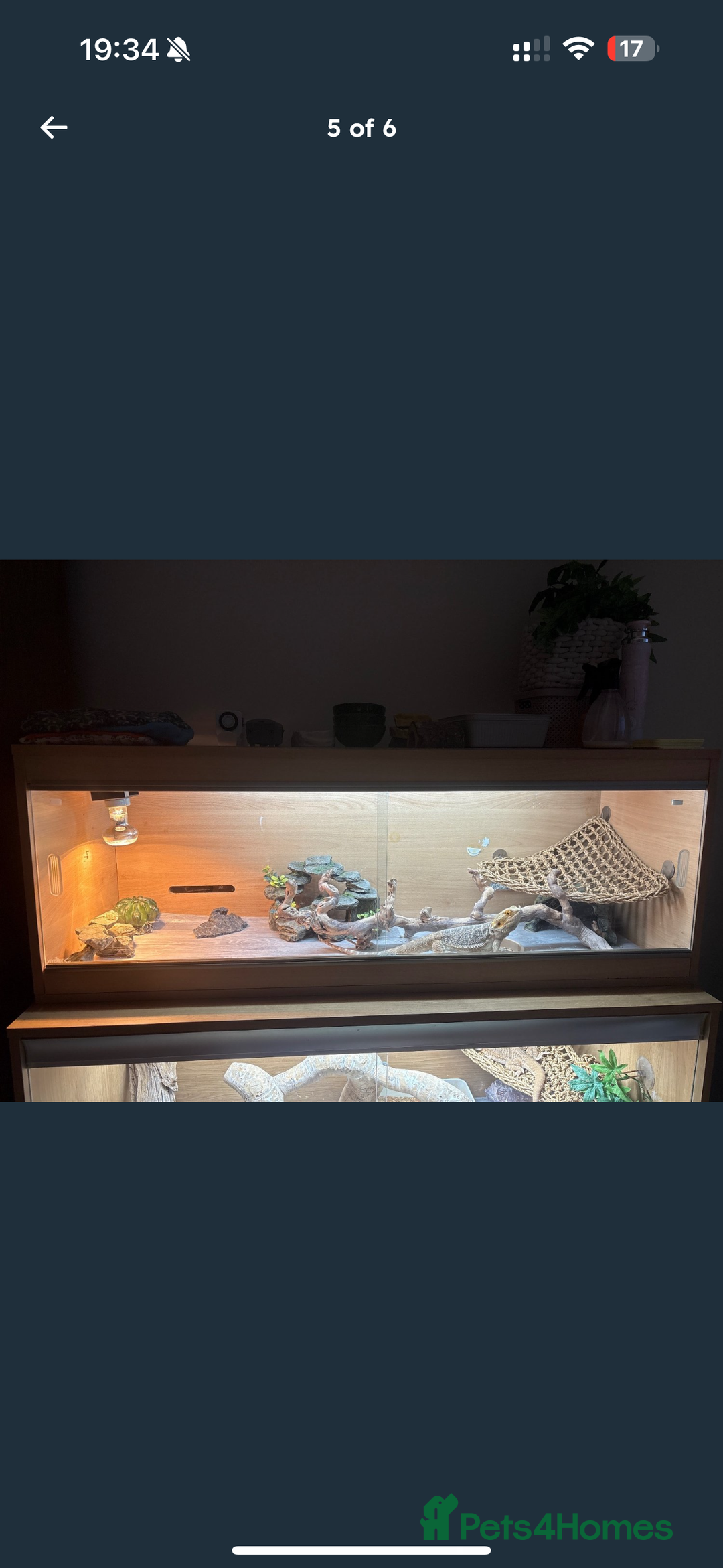 Dragon reptiles for sale: Bearded Dragon  - Image 3