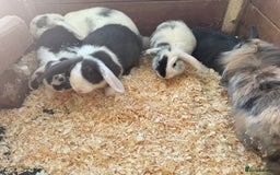 Mini Lop rabbits for sale: Mini lop babies - Image 9