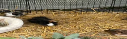 Guinea Pig rodents for sale: Guinea Pigs - Advert 3