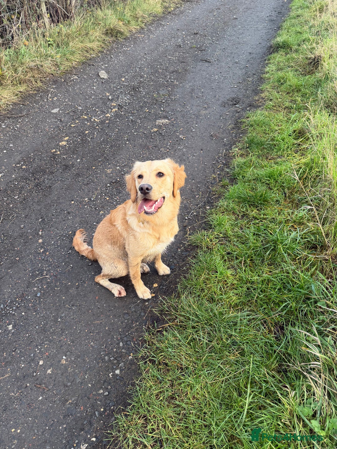 Golden Retriever dogs for sale: Goldie, 9 month retriever puppy - Advert 4