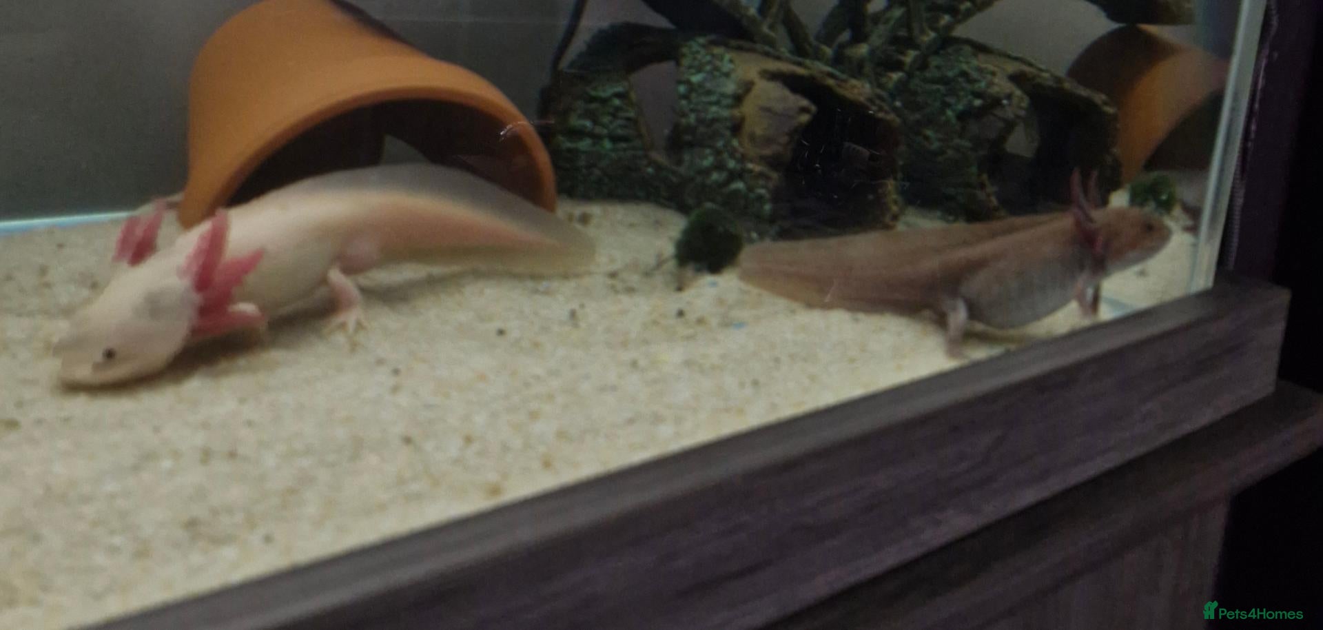 Other/Mixed Breed fish Axolotl Eggs - Advert 4