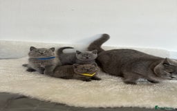 British Shorthair cats for sale: 💎  CHAMPION LINES BSH BLUE  💎 - Advert 1