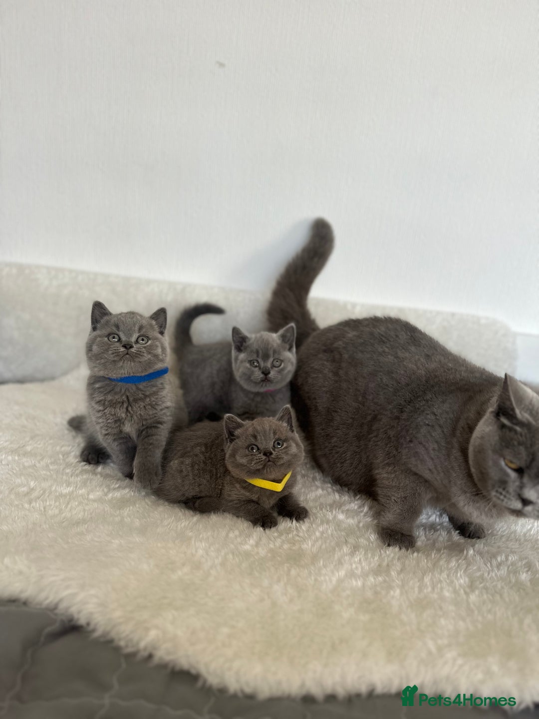 British Shorthair cats for sale: 💎  CHAMPION LINES BSH BLUE  💎 - Advert 1