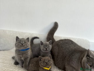 British Shorthair cats 💎 CHAMPION LINES BSH BLUE 💎 - Advert 5