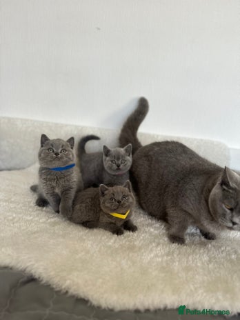 British Shorthair cats 💎 CHAMPION LINES BSH BLUE 💎 - Advert 13