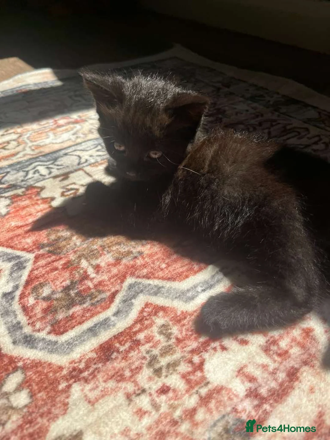 Maine Coon cats for sale: Main Coon Cross kittens in Halesworth - Advert 14