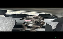 Mixed Breed dogs for sale: Ozzy needs a new home  - Image 2