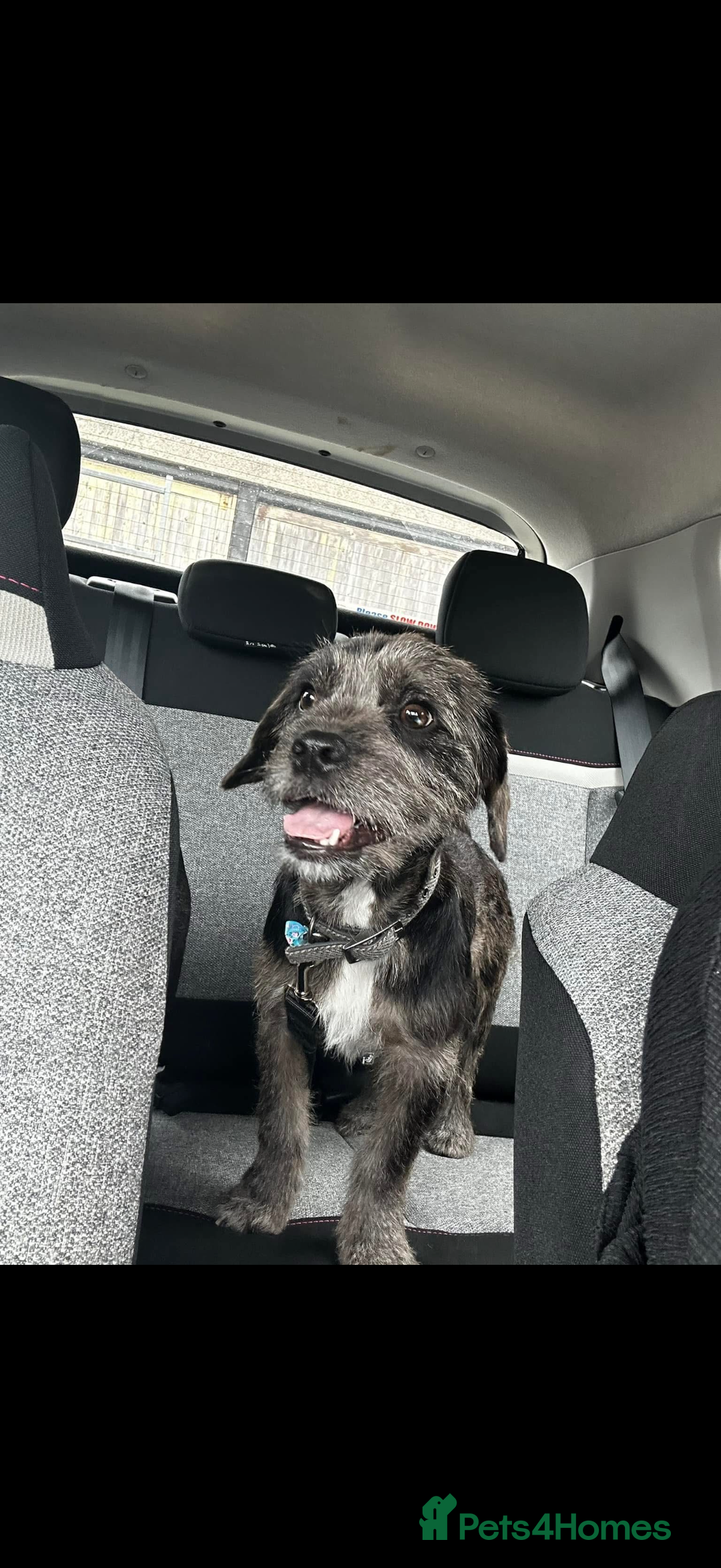 Mixed Breed dogs for sale: Ozzy needs a new home  - Image 2