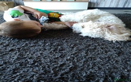 Mixed Breed dogs for sale: Cavapoochon pups litter due 13/09/25 7 confirmed  - Image 6