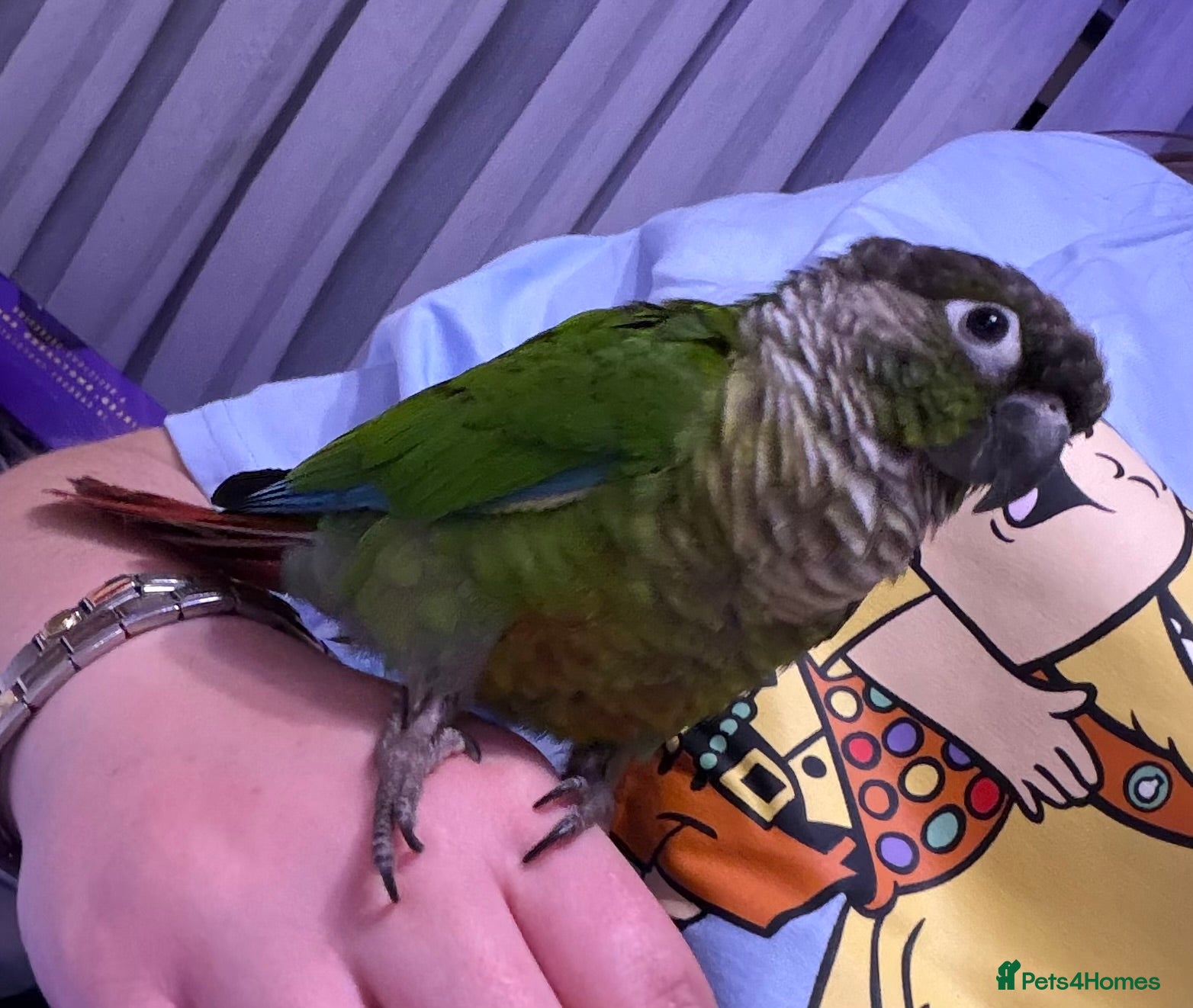 Conures birds Male green cheeked conure needing new home - Advert 1