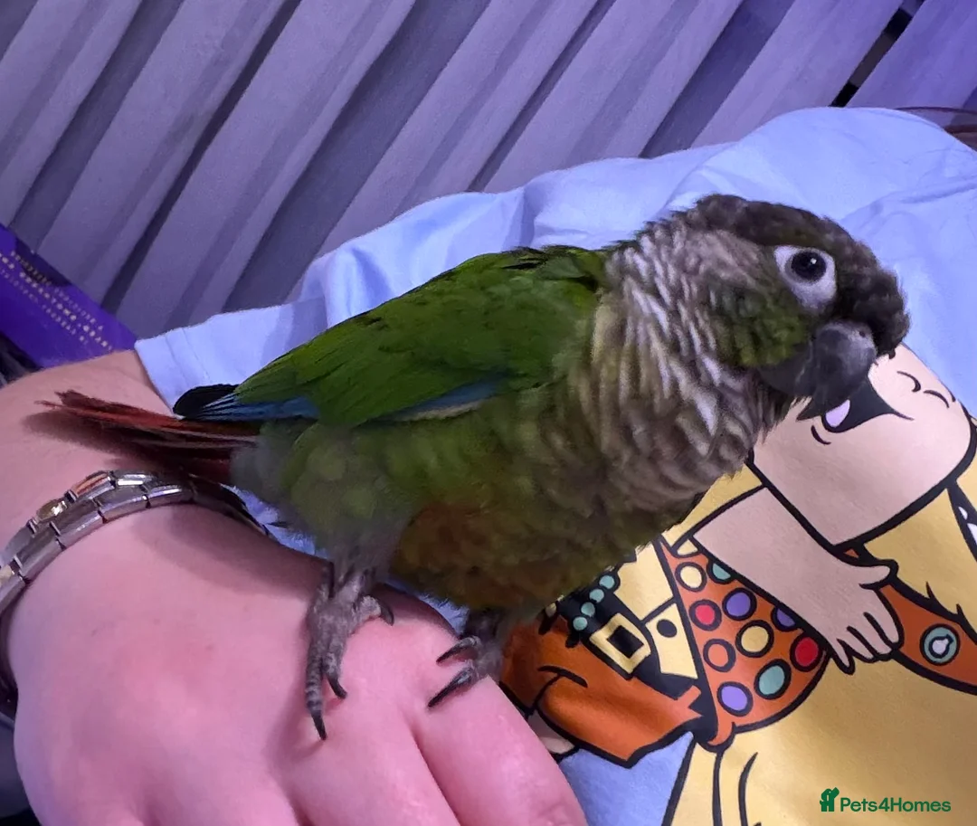 Conures birds for sale: Male green cheeked conure needing new home - Advert 1