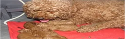 Cockapoo dogs for sale: Beautiful DNA Health tested Cockapoos - Advert 2