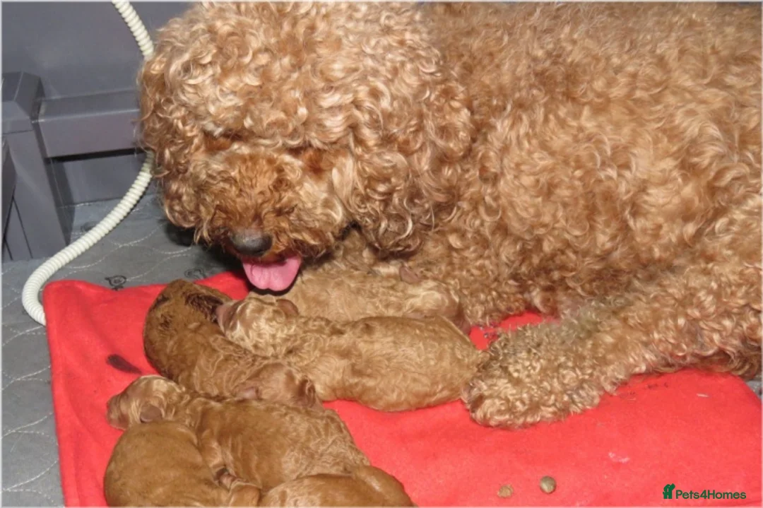 Cockapoo dogs for sale: Beautiful DNA Health tested Cockapoos - Advert 2