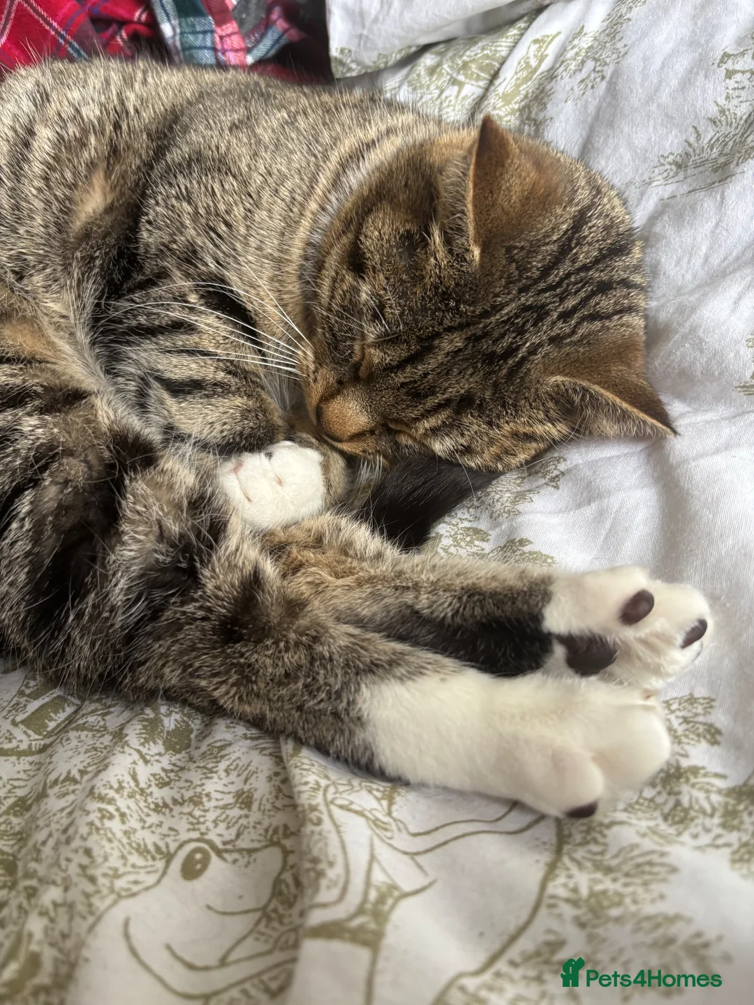 Mixed Breed cats for sale: Laila in Liverpool - Advert 2