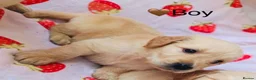 Labrador Retriever dogs for sale: Labradore retriever Puppys  - Advert 7