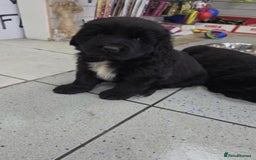 Newfoundland dogs for sale: Playful Newfoundland Puppies Available  - Image 2