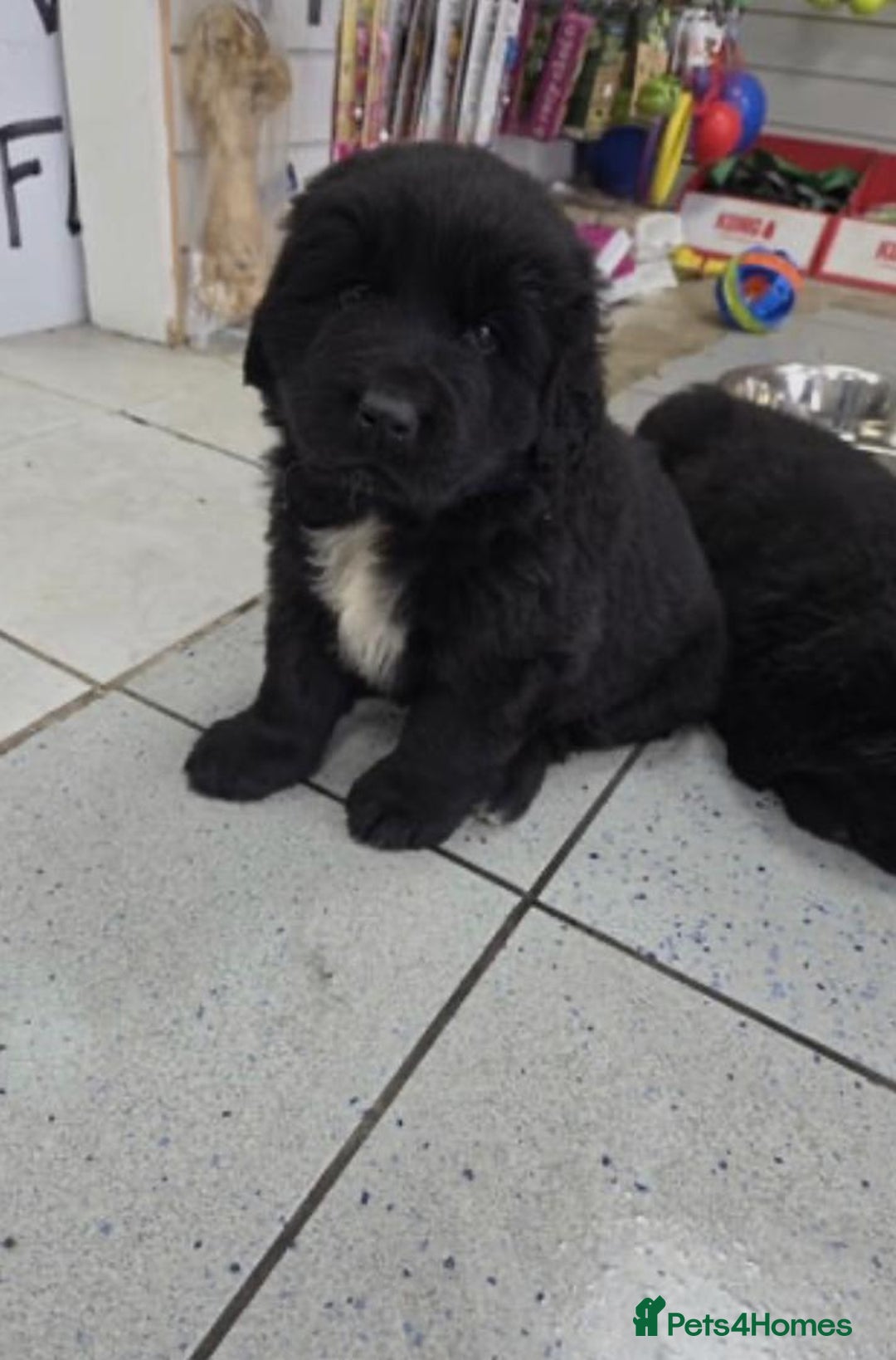 Newfoundland dogs for sale: Playful Newfoundland Puppies Available  - Image 2